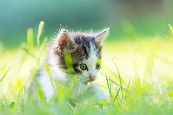 Gatinho — Fotografia de Stock