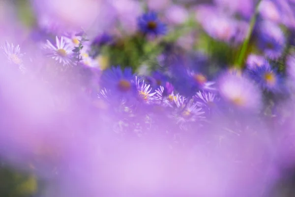 stock image Flowers