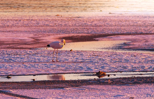 Flamingo Ordförande — Stockfoto