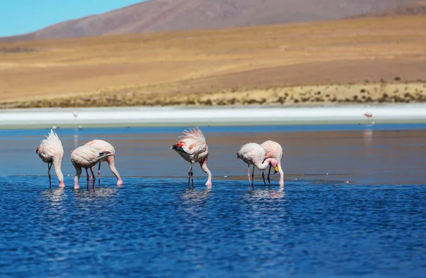 Flamingo — Fotografia de Stock