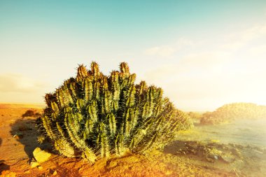 Cactus in desert clipart
