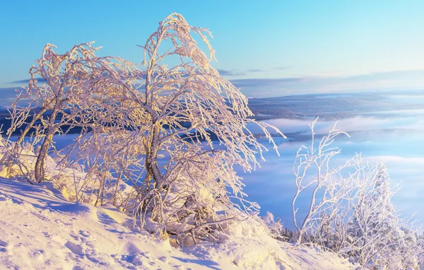 Albero congelato — Foto Stock