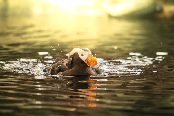 Papageitaucher — Stockfoto