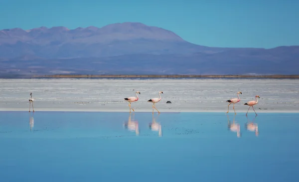 Flamingo — Stockfoto