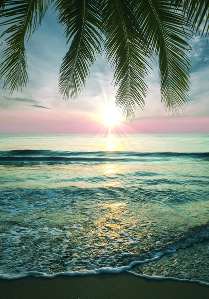 Tropical beach — Stock Photo, Image