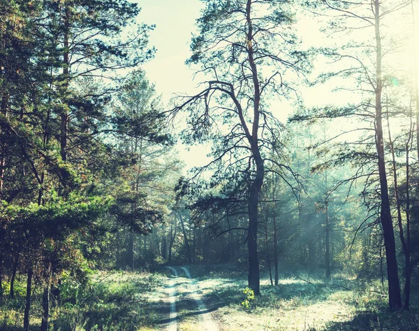 Herfstbos — Stockfoto