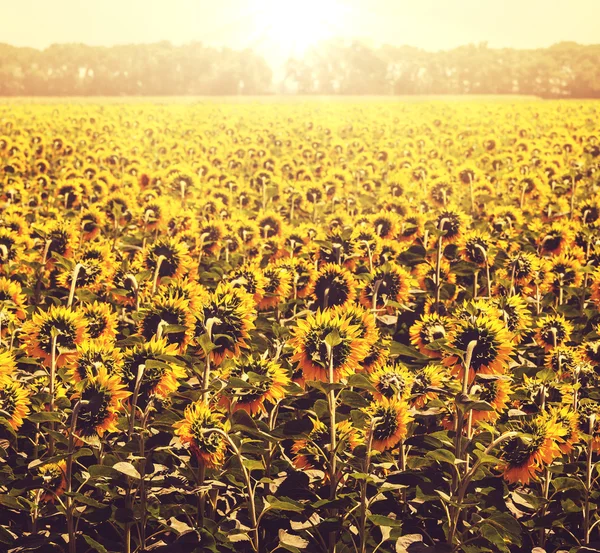 Sunflower — Stock Photo, Image