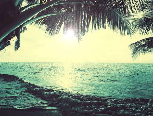 Tropical beach — Stock Photo, Image