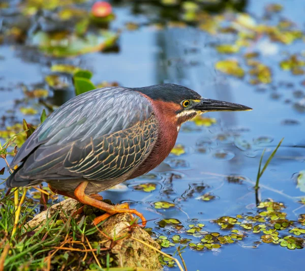 Groene reiger — Stockfoto