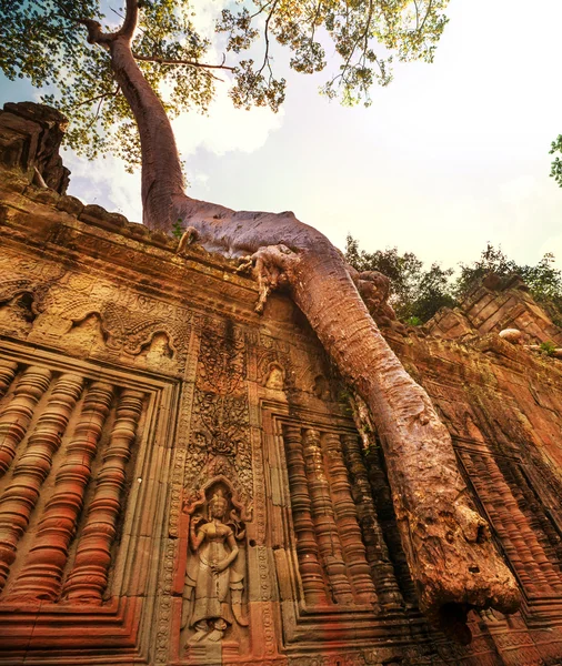 Árbol en Angkor — Foto de Stock