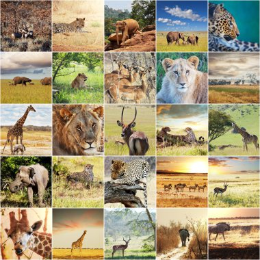 Afrika safarisi