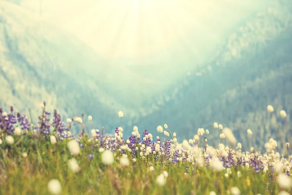 Mountain meadow — Stock Photo, Image