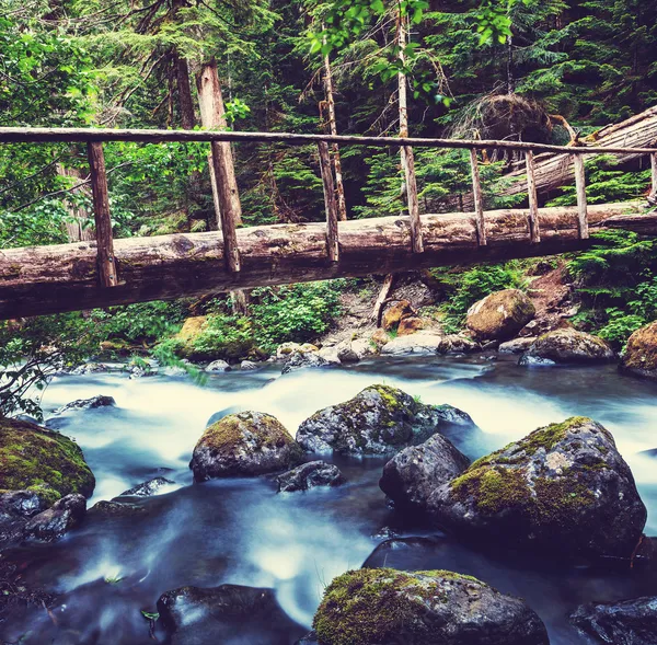 Bäcken i skogen — Stockfoto