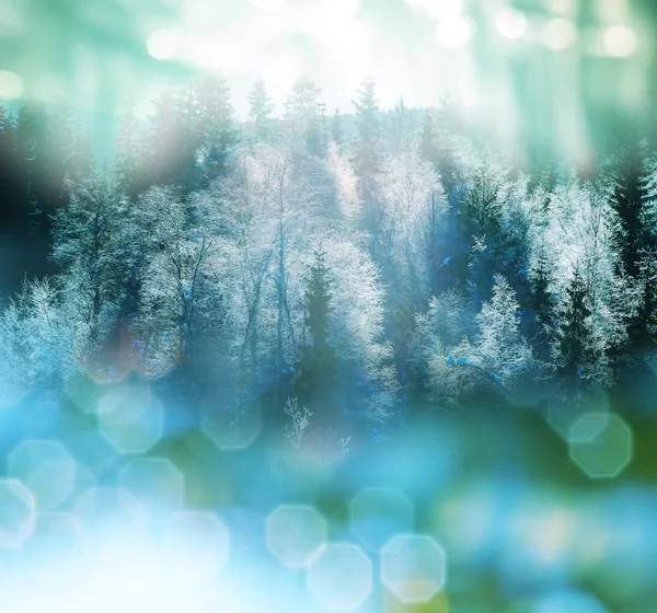 Bosque de invierno — Foto de Stock