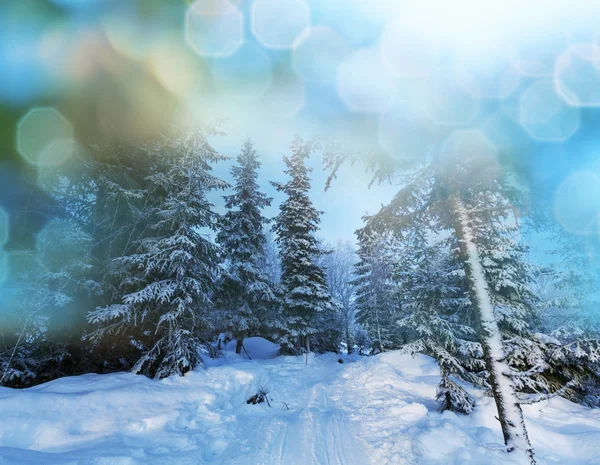 Winter forest — Stock Photo, Image