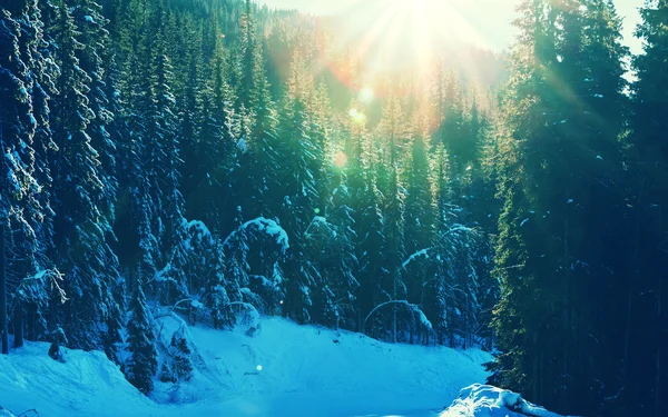 Bosque de invierno —  Fotos de Stock