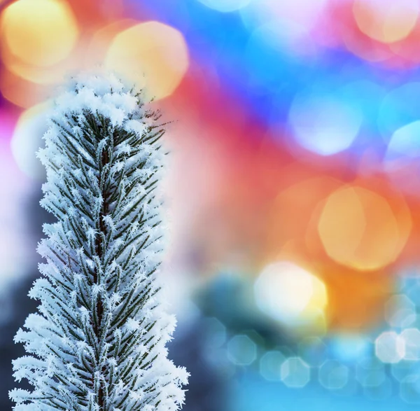 Frozen tree — Stock Photo, Image