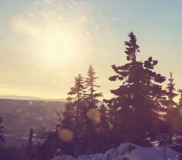 Winterbos — Stockfoto