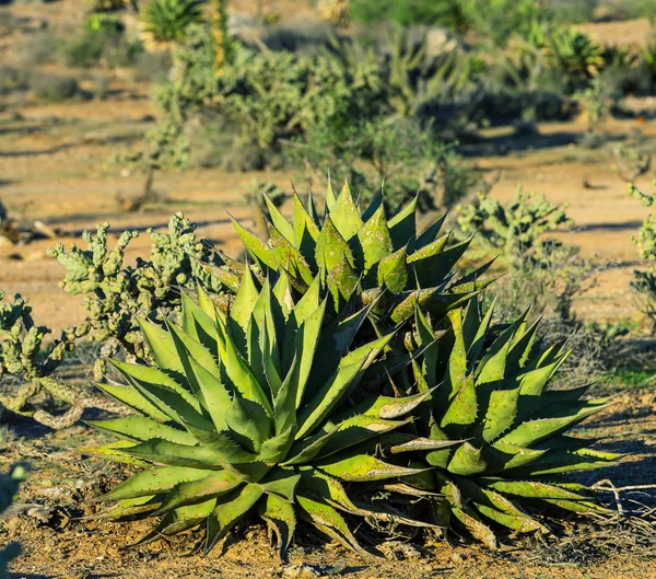 Kaktus in Mexiko — Stockfoto