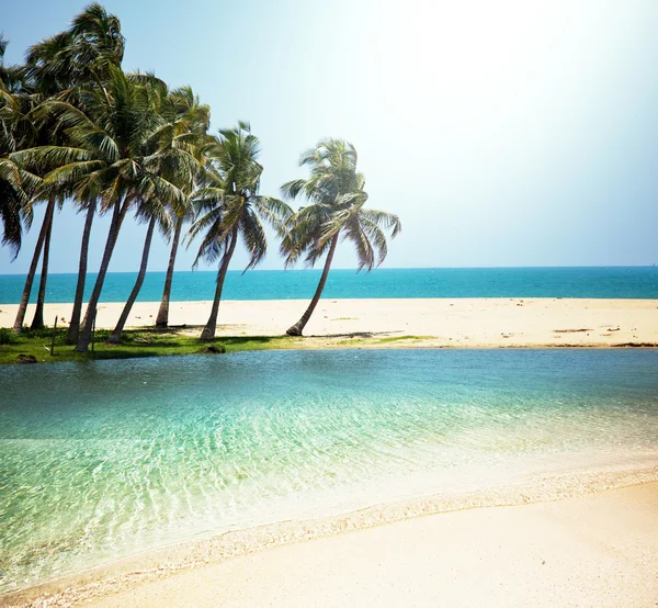 Tropisch strand — Stockfoto