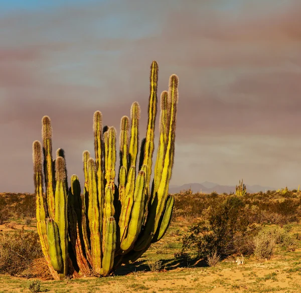 Cactus en México —  Fotos de Stock