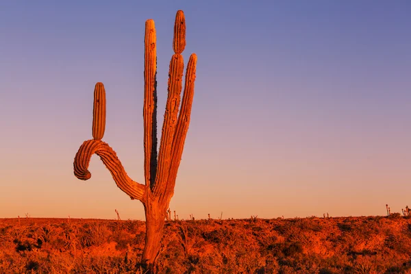 Cactus in Mexico — Stockfoto