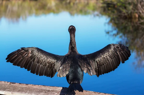 Anhinga — Stock Photo, Image