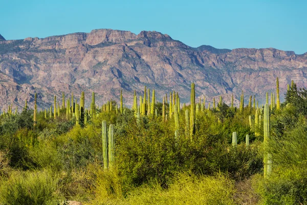 Cactus in Messico — Foto Stock