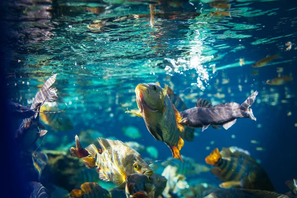 Fish underwater — Stock Photo, Image