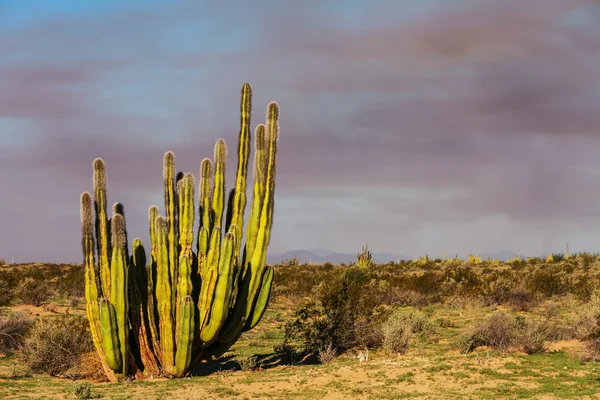 Kaktus i Mexiko — Stockfoto