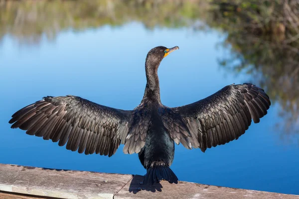 Anhinga — Foto de Stock