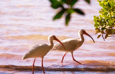 Ibis