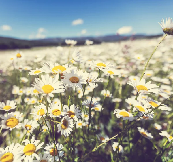 Chamomiles — Stockfoto