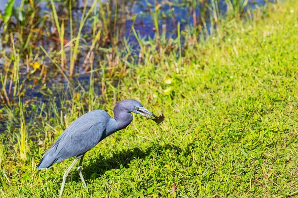Heron in Florida — Stockfoto