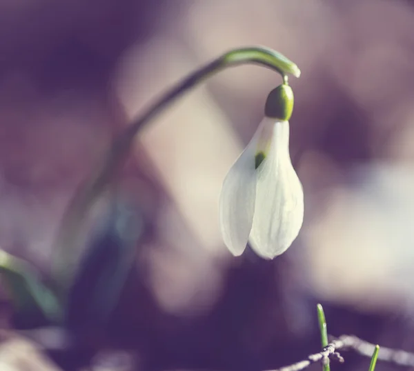 Sněženky — Stock fotografie