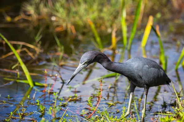 Heron in Florida — Stockfoto