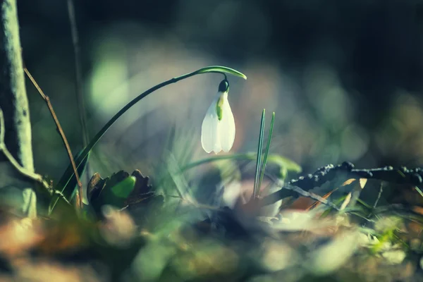 Snowdrops — Stock Photo, Image