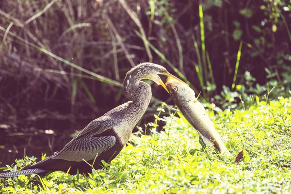 Amerikaanse slangenhalsvogel — Stockfoto