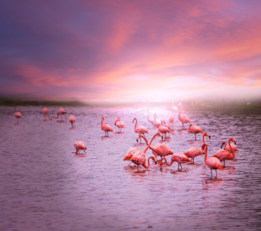 Flamingo