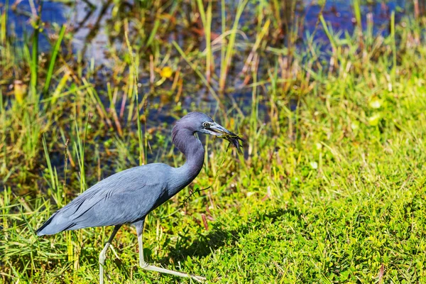 Garza en Florida —  Fotos de Stock