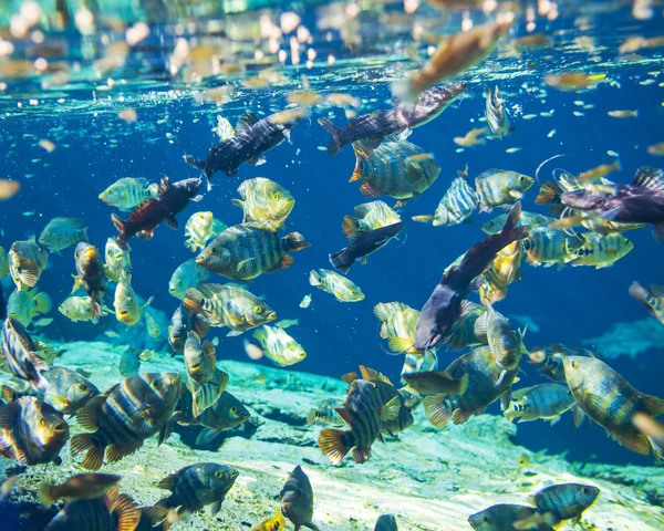 Peces bajo el agua —  Fotos de Stock