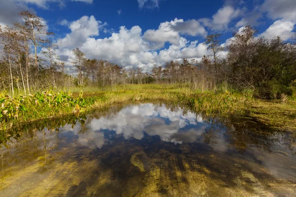 Florida paisagens — Fotografia de Stock