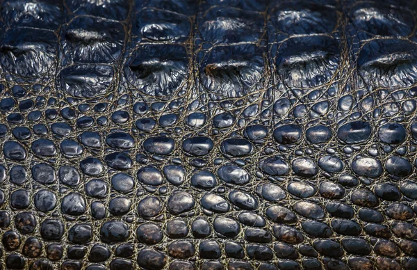 Textura de cocodrilo — Foto de Stock
