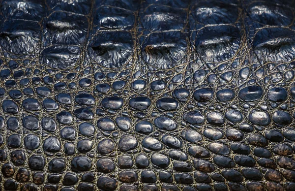 Crocodile texture — Stock Photo, Image