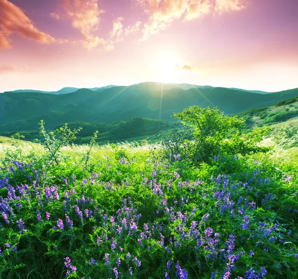 Dağ çayır — Stok fotoğraf