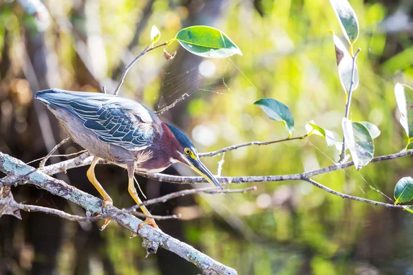 Green heron — Stock Photo, Image