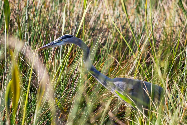 Reiher — Stockfoto