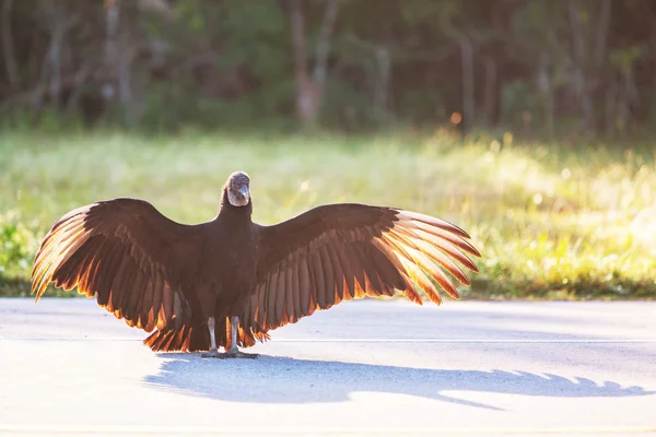 Vulture — Stock Photo, Image