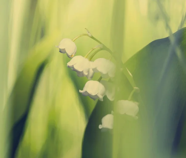 Vadideki Lilly — Stok fotoğraf