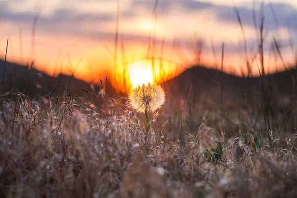 Chamomiles — Stockfoto